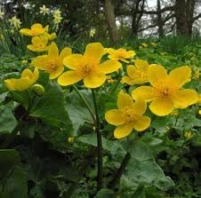Heirloom Marsh Marigold Seeds – Non-GMO Flower Seeds for Planting - Marsh for planting in home garden